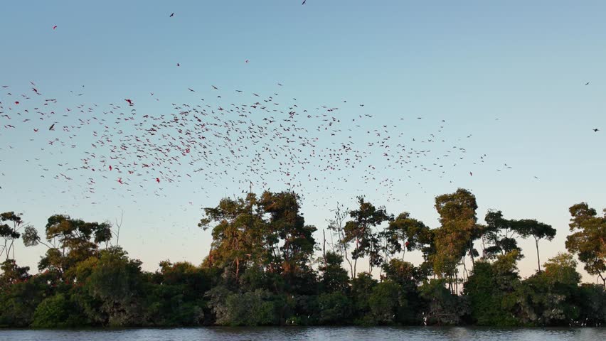 Fock Of The Guaras In Parnaiba Piaui Brazil. Flock Of Pink Flamingos Flying Over Scenic Lagoon Water. Delta Nature Forest Background Coast. Forest Background Landmark Forest. Parnaiba Piaui.