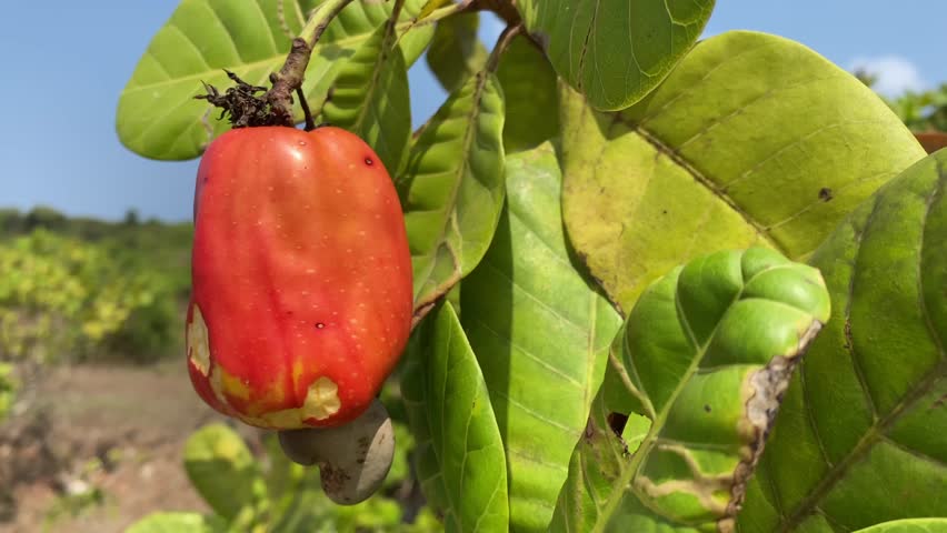 Cashew fruit with nut is also known as Anacardium occidentale, growing on a tree. Cashew fruit is ready for harvesting. Healthy, naturally grown food.