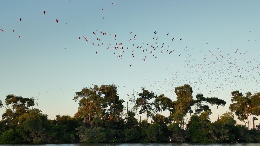 Fock Of The Guaras In Parnaiba Piaui Brazil. Large Flock Of Pink Flamingos Are Flying Over A Beautiful Lagoon. Delta River Forest Landscape Bay. Delta Green Background Travel. Parnaiba Piaui.