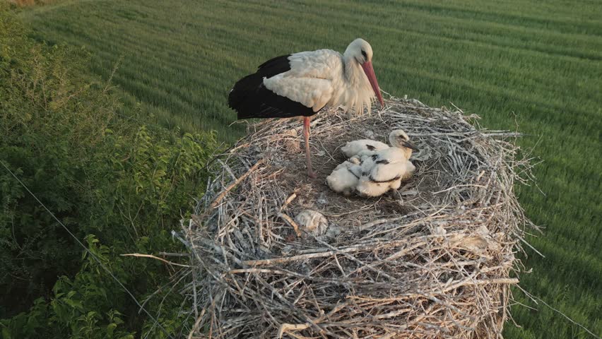 Aerial view as the white stork gently feeds its young chicks in a spacious nest. The background shows endless green fields. Life and care unfold in the nest while sparrow nests are underneath
