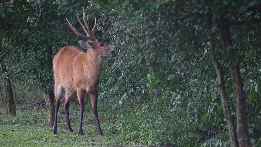 Marsh deer browses on low tree branches in forest clearing during soft natural daylight