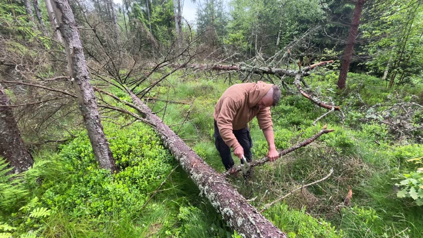 A Caucasian Viking man chopping wood in lush green forest, preparing bonfire in natural wilderness, Norway