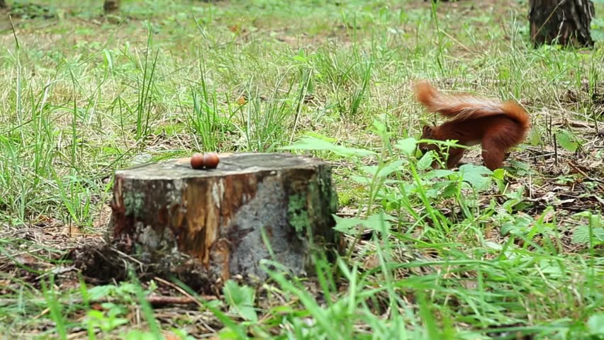 Clever red squirrel digs small hole in earth to bury collected food then approaches tree stump takes walnut with front paws and quickly escapes into dense forest vegetation