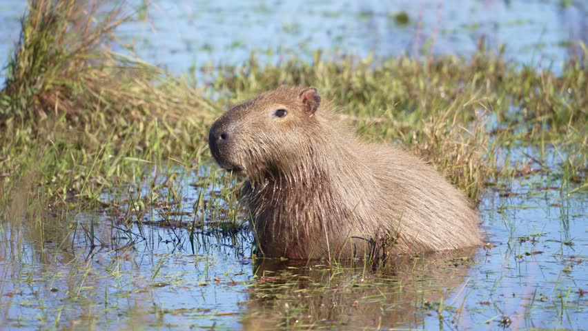 Capybara half submerged in muddy water, face and nose visible above rippling surface, chewing with reflection in water