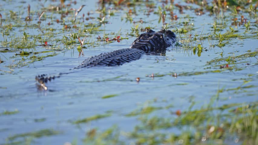 Yacare caiman floats on surface with thin tail and back to head visible above still blue water as it swims through marsh wetland grass, slow motion
