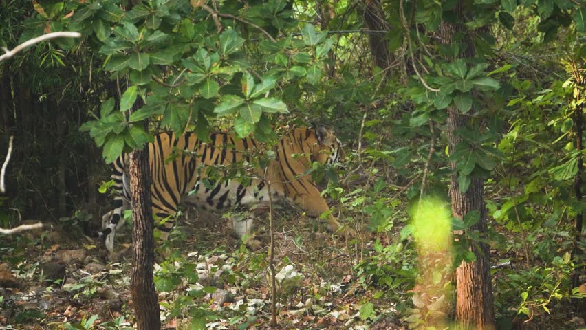 Indian Tiger or Panthera tigris moving through bushes and foliage in the forests of Satpura national park of Madhya Pradesh