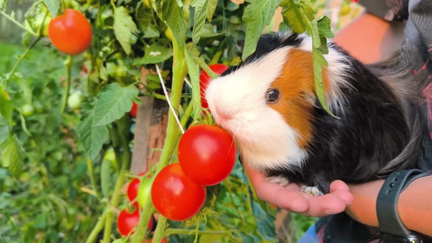 Slow-motion footage of a cute guinea pig eating a fresh tomato directly from the garden bush, highlighting its gentle nibbling and natural outdoor setting.