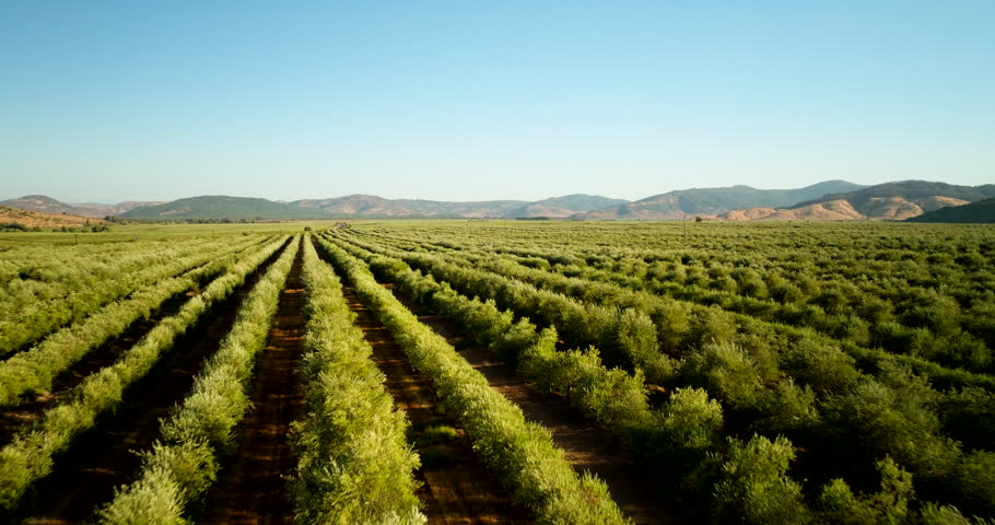Aerial view of vast olive orchard with perfectly aligned rows of green plants stretching across fertile farmland under a clear blue sky in the South American countryside
