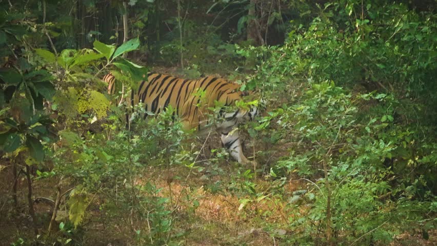 Tiger moving through bushes and foliage in the forests of Satpura national park of Madhya Pradesh