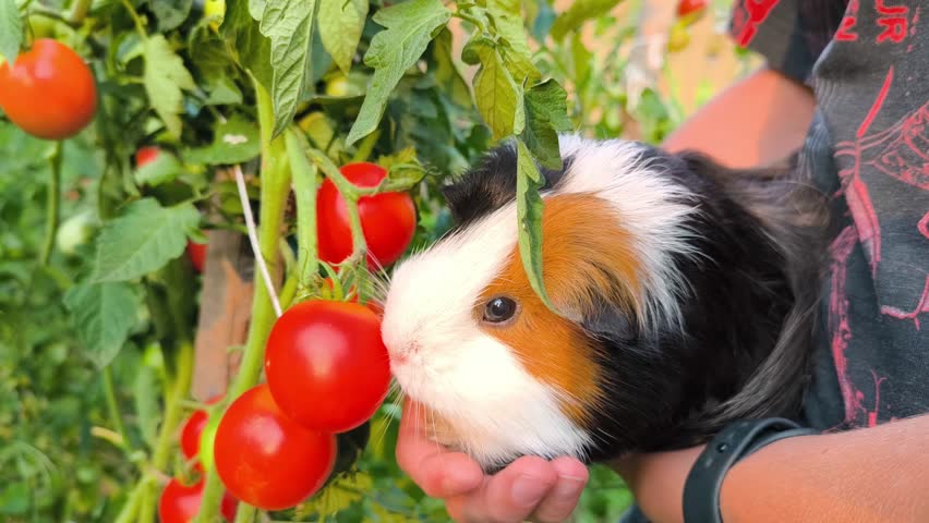 Cute guinea pig eating a fresh tomato directly from the garden bush, enjoying natural and healthy food in a sunny outdoor setting.