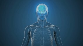 Brain pulsing activating skeleton rotating head, torso while data nodes animating global data scan. Neural, digital, futuristic, analytical, technology, visualization, innovation - Powered by Shutterstock - Get 15% off with code: PIKWIZARD15