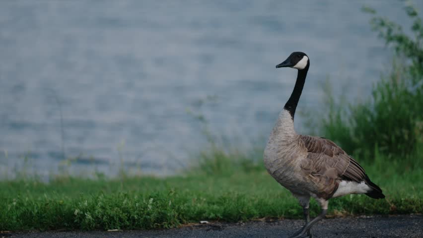 A single goose walks on pavement in front of green grass and a lake in Williston, North Dakota on a beautiful sunny day at the park.