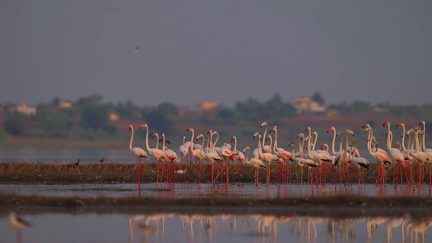 Majestic flocks of greater flamingos wading and flying in synchrony, captivating wildlife footage perfect for nature documentaries, travel videos, and conservation content.