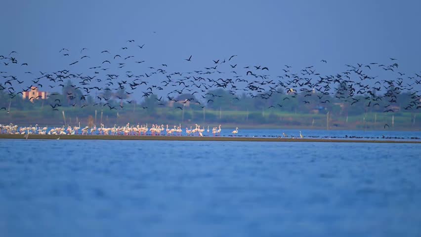 Majestic flocks of greater flamingos wading and flying in synchrony, captivating wildlife footage perfect for nature documentaries, travel videos, and conservation content.
