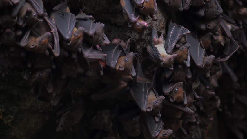 Discover bats in diverse habitats caves, trees, rocks water
