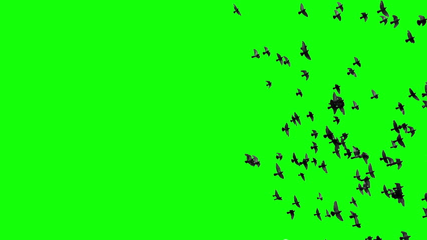 A flock of black birds flying bottom left to up right quickly, a group of pigeons chroma key green screen. Silhouettes of Migrating Birds in motion in the sky. Crows or Swallows. For compositing VFX