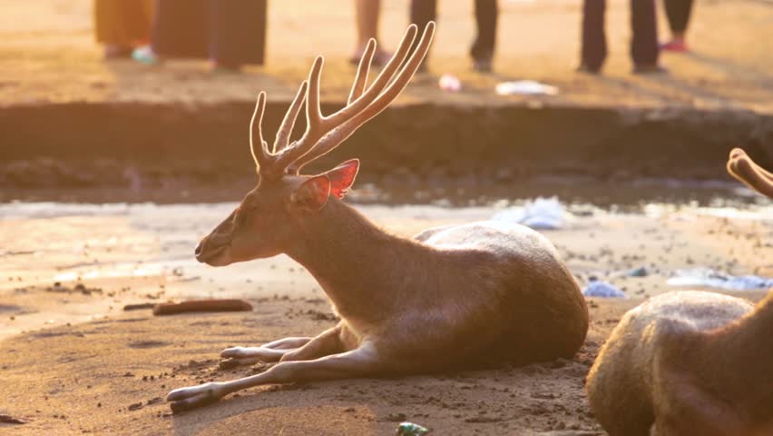 Two Wild Deer with Antlers Resting on Sandy Riverbank in Warm Afternoon Light, Peaceful Wildlife Moment in Natural Habitat