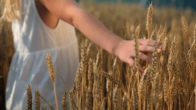 Close up of a little girl's hand touching wheat grains