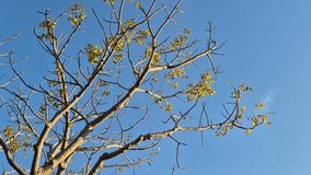 The tree branches are starting to become bare with sparse yellow leaves under the bright blue sky of autumn. 4k Video - Powered by Shutterstock - Get 15% off with code: PIKWIZARD15
