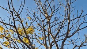 The tree branches are starting to become bare with sparse yellow leaves under the bright blue sky of autumn. 4k Video - Powered by Shutterstock - Get 15% off with code: PIKWIZARD15