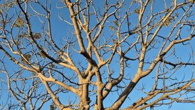 The tree branches are starting to become bare with sparse yellow leaves under the bright blue sky of autumn. 4k Video - Powered by Shutterstock - Get 15% off with code: PIKWIZARD15