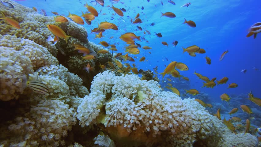 Tropical Sea Underwater Colourful Fishes. Underwater colourful sea fish. Tropical reef marine. Corals tropical life. Coral garden seascape. Blue water background.