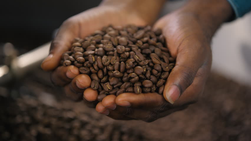 Close up male palms arms taking roasted beans of cacao unrecognizable African American man hands holding aromatic roasted coffee mixing roast in roasting machine guy expert in fabric caffeine quality