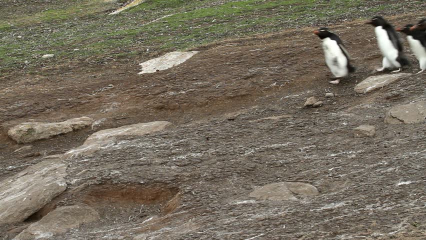 Rockhopper penguins walking downhill