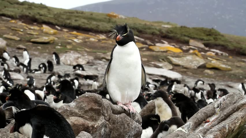 Rockhopper penguins sitting on a rock