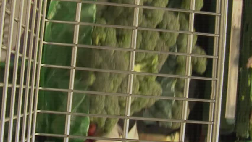 Animation of statistics and data over vegetables in baskets in supermarket. Business, retail, communication, digital interface, finance and data processing concept digitally generated video. - Powered by Shutterstock - Get 15% off with code: PIKWIZARD15