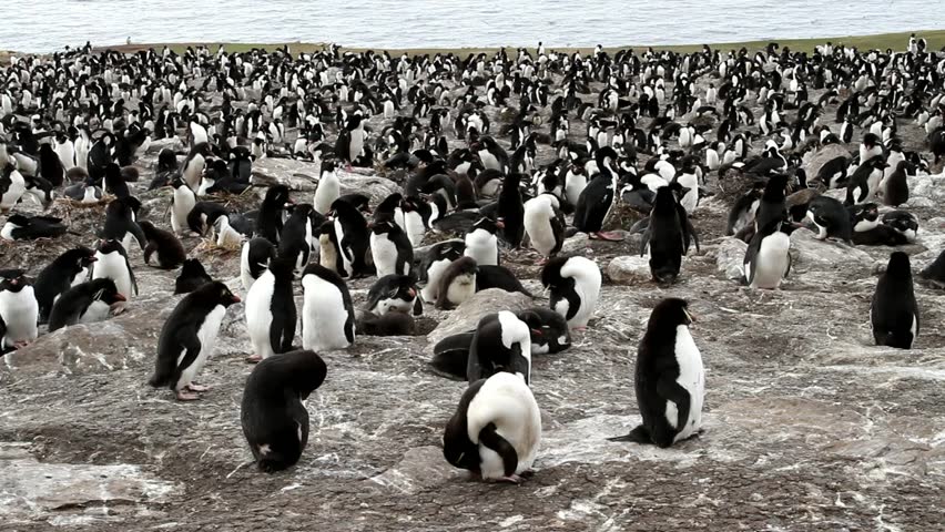Rockhopper penguins colony