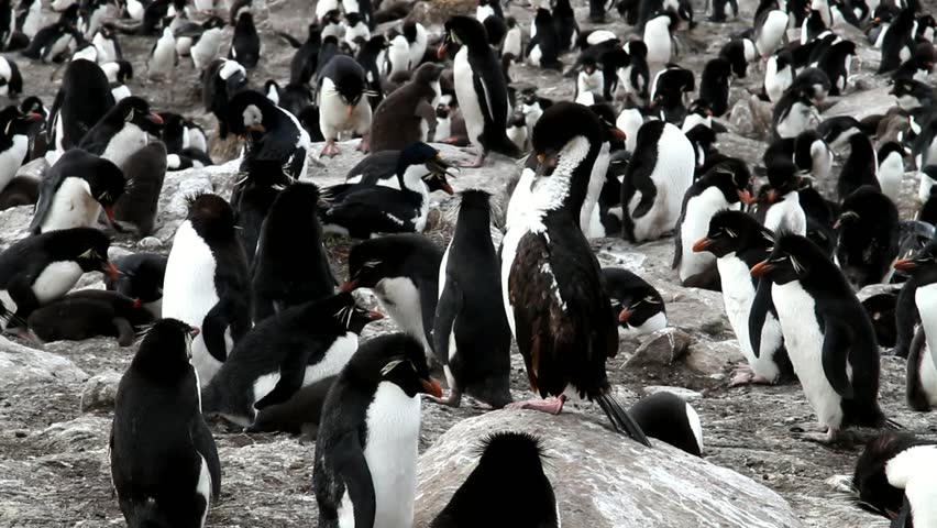 Rockhopper penguins colony