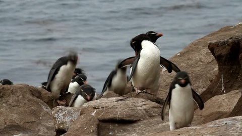 Rockhopper penguins walking uphill