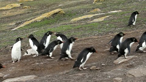 Rockhopper penguins walking uphill and downhill