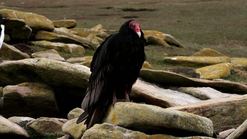 Turkey vulture sitting on a stone
