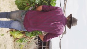 Carrying fresh greens, farmer walking towards barn, Vegan Food Locally Grown animation over. Agriculture, farming, vegetables, harvest, organic, produce - Powered by Shutterstock - Get 15% off with code: PIKWIZARD15