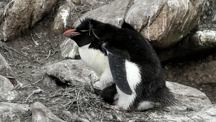 Rockhopper penguin mother and her baby