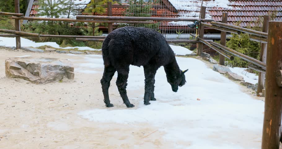 Black Alpaca Grazing in Snowy Enclosure at a Farm