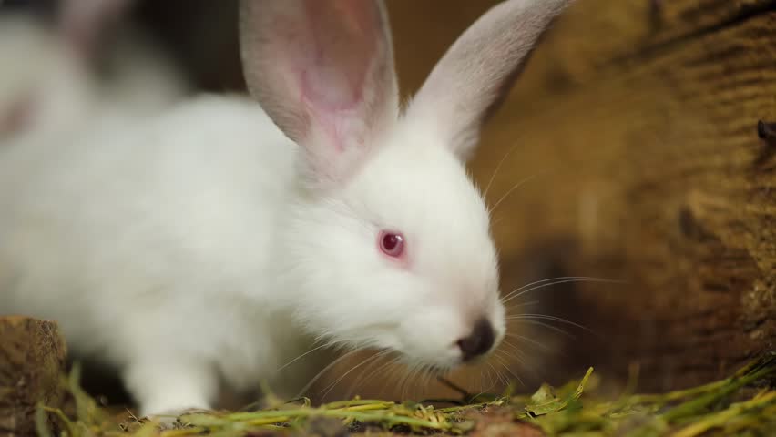White rabbits exploring the enclosure in a cozy farm