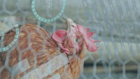 Animation of data processing over chickens on grass. Animal, digital interface and data processing concept digitally generated image. - Powered by Shutterstock - Get 15% off with code: PIKWIZARD15