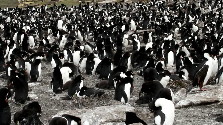 Rockhopper penguins colony, Saunders Island, Falkland
