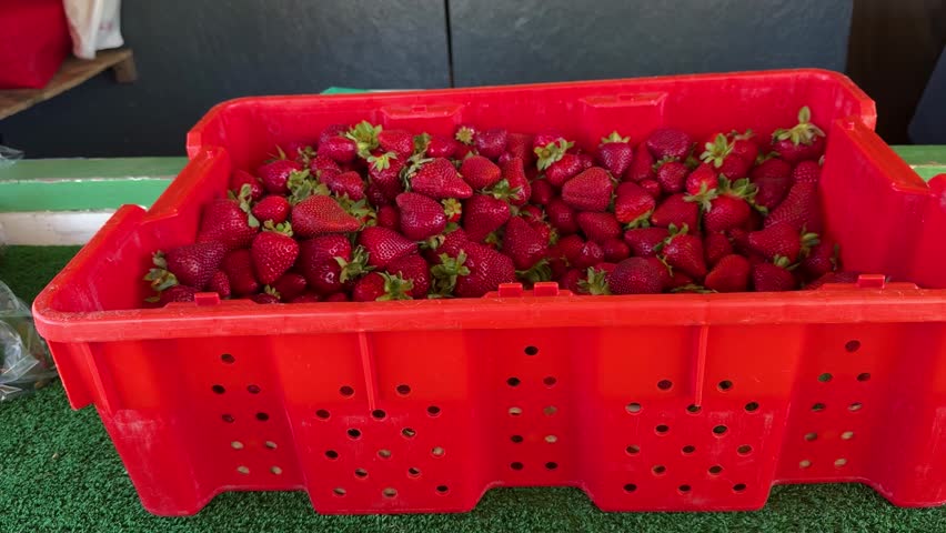 A red plastic crate filled with ripe strawberries on a packing station counter, with green trim and an assistant’s gloved hand visible.
