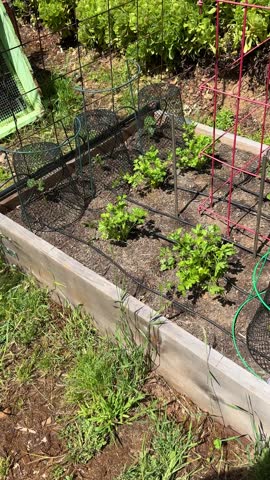 A narrow garden bed featuring young leafy vegetables supported by wire trellises and simple fencing, in a sunny backyard garden.