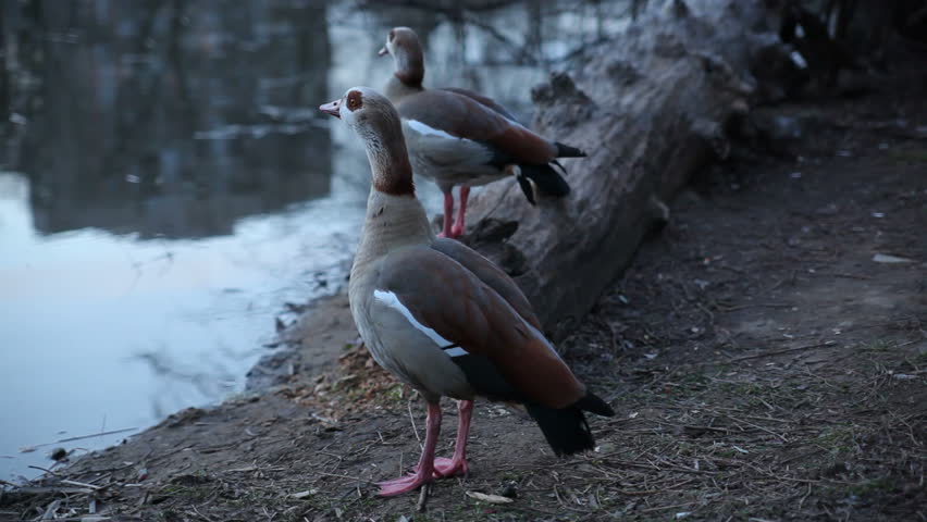 Two ducks in the evening