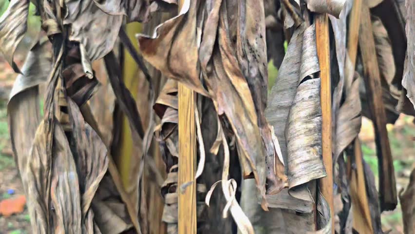 Close-up of dry banana leaves hanging from tree trunks in tropical farmland. A natural texture showing aging, decay, and rustic beauty in agricultural rural life.
