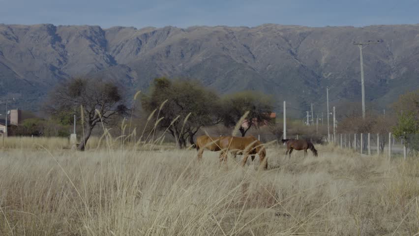 A tranquil rural scene of horses grazing on dry grassland at the foot of the Comechingones mountains in San Luis, Argentina. A sunny day with mountains and trees in the background.