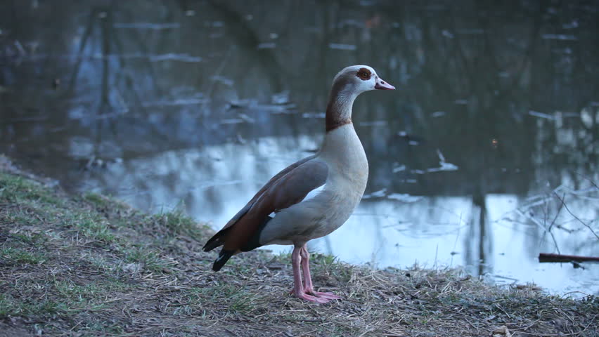 Duck at the shore of the lake