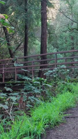A bridge spans a small creek in Leona Heights Park, Oakland, California, USA. The bridge provides a path for hikers to cross the stream and explore the natural beauty of the area