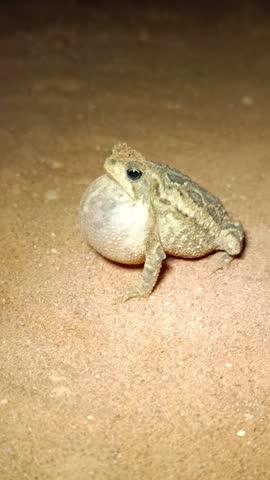 endemic Brazilian frog siging on the sand