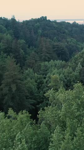 Lush green forest covers the hillsides in Leona Heights Park, Oakland, California, USA. The trees provide a natural barrier between the city and the wilderness.  